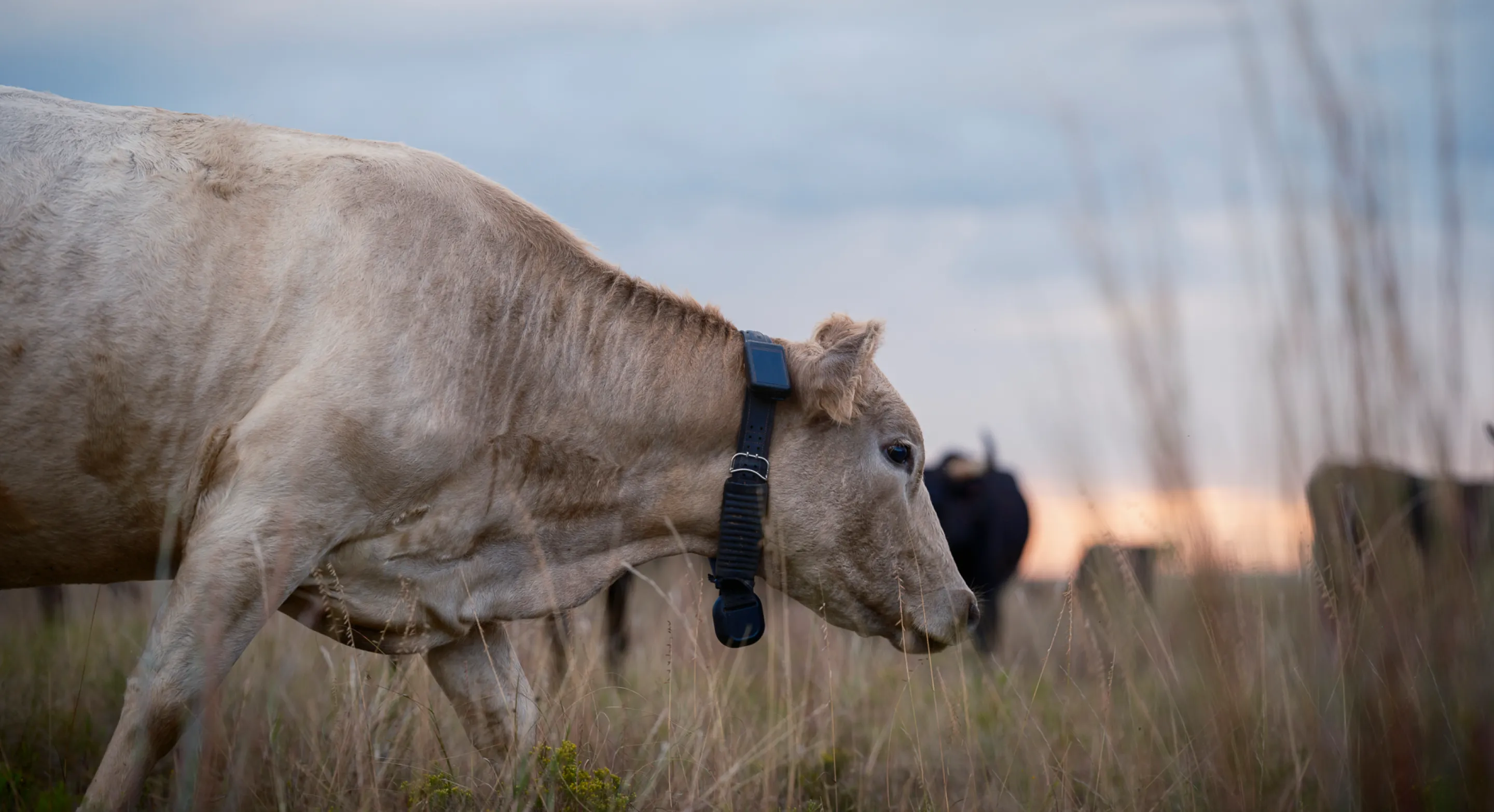 Cow walking on pasture with Halter collar on