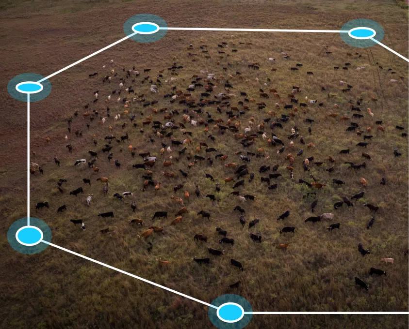 Aerial view of a large herd of cattle spread across a pasture. White digital fence lines and blue nodes highlight a virtual boundary around the herd.