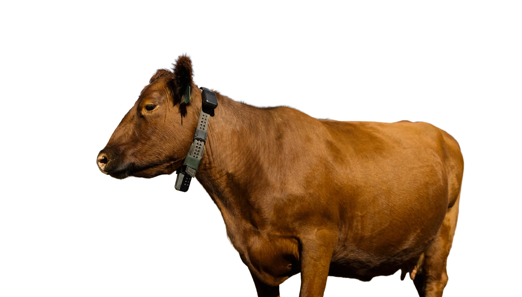 A side profile of a reddish-brown beef cow wearing a Halter Collar.