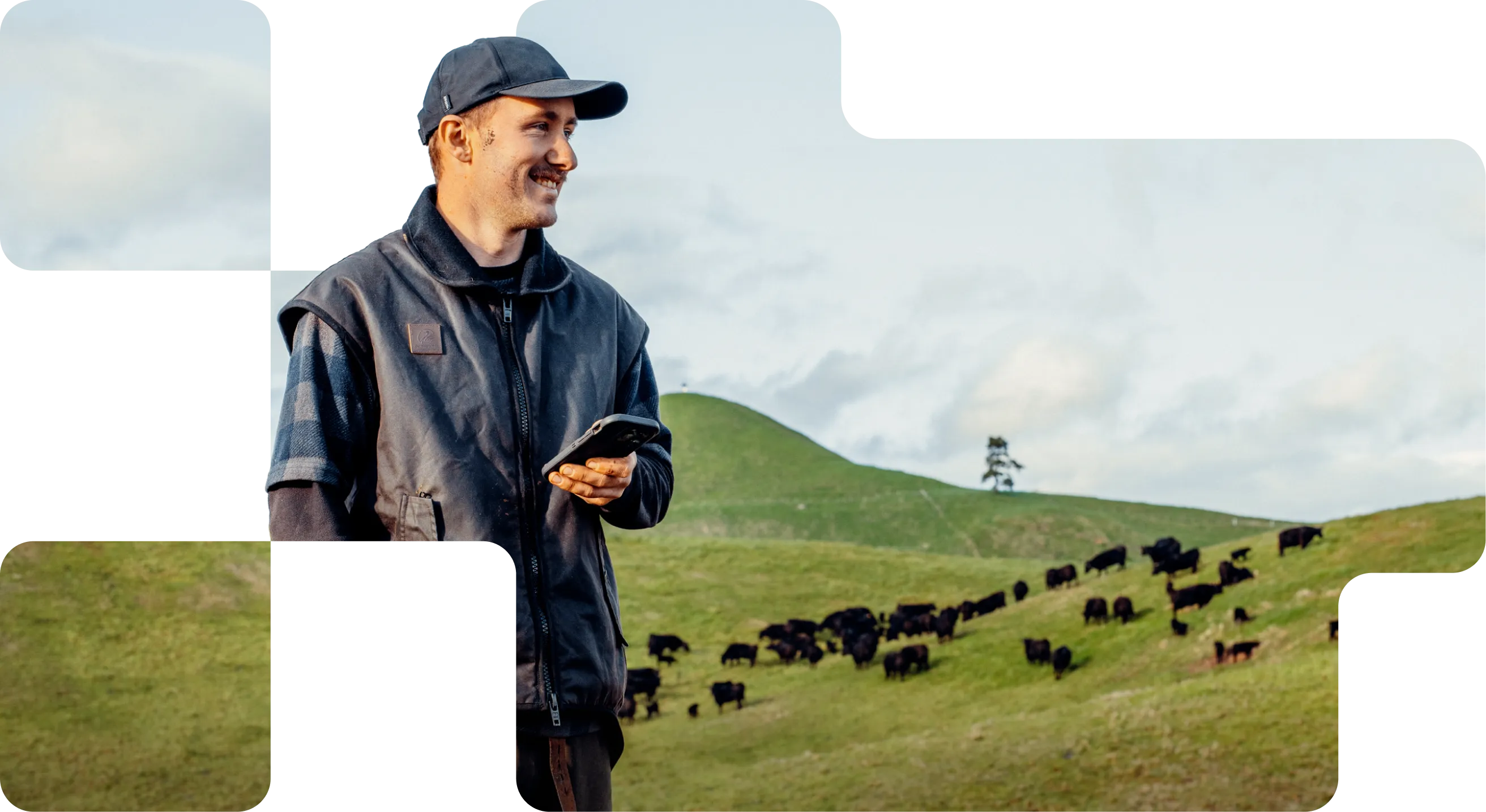 Smiling farmer holding a phone, overlooking a herd of beef cattle grazing on rolling green hills.