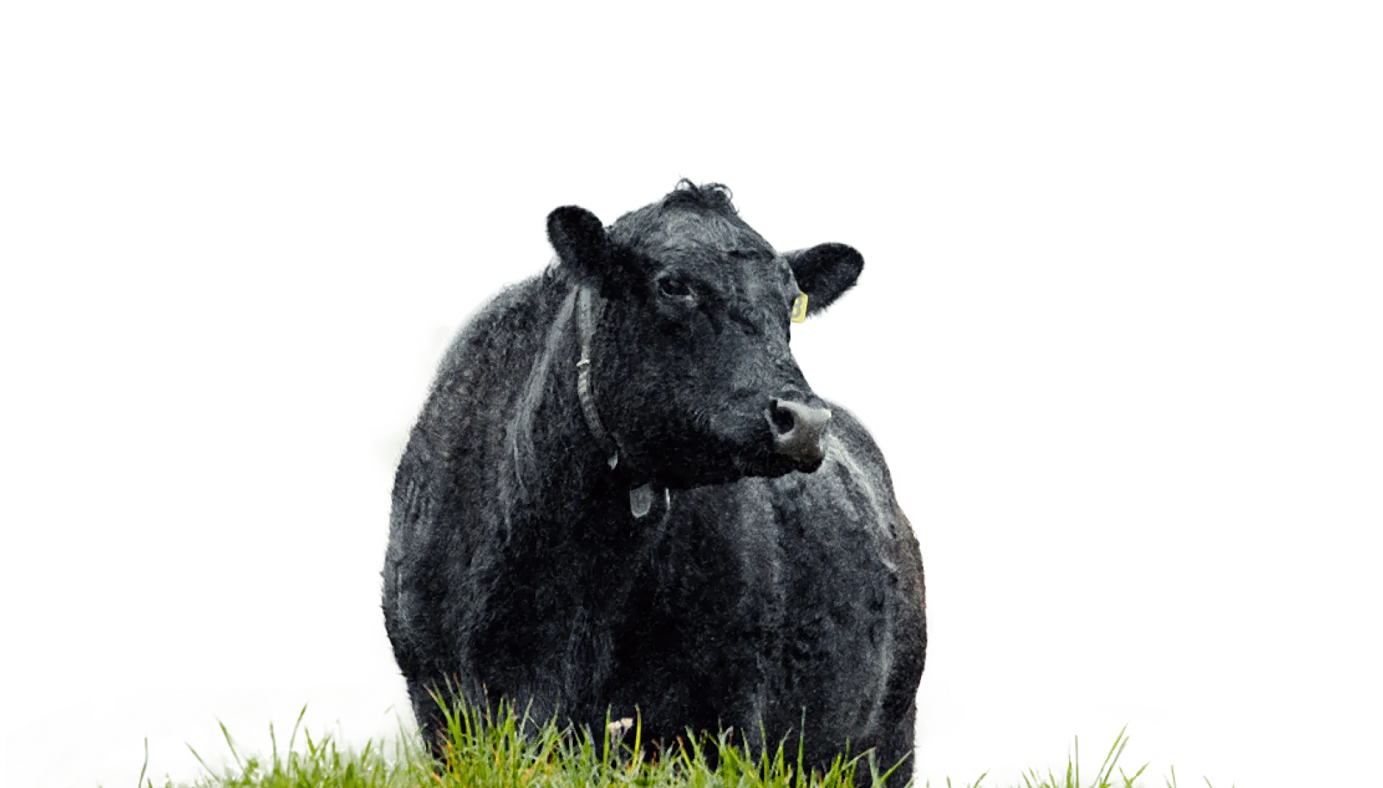 A black cow wearing a Halter collar