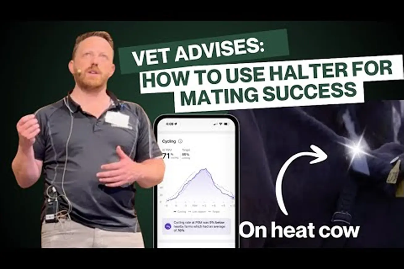 A vet advises how to use Halter for mating success