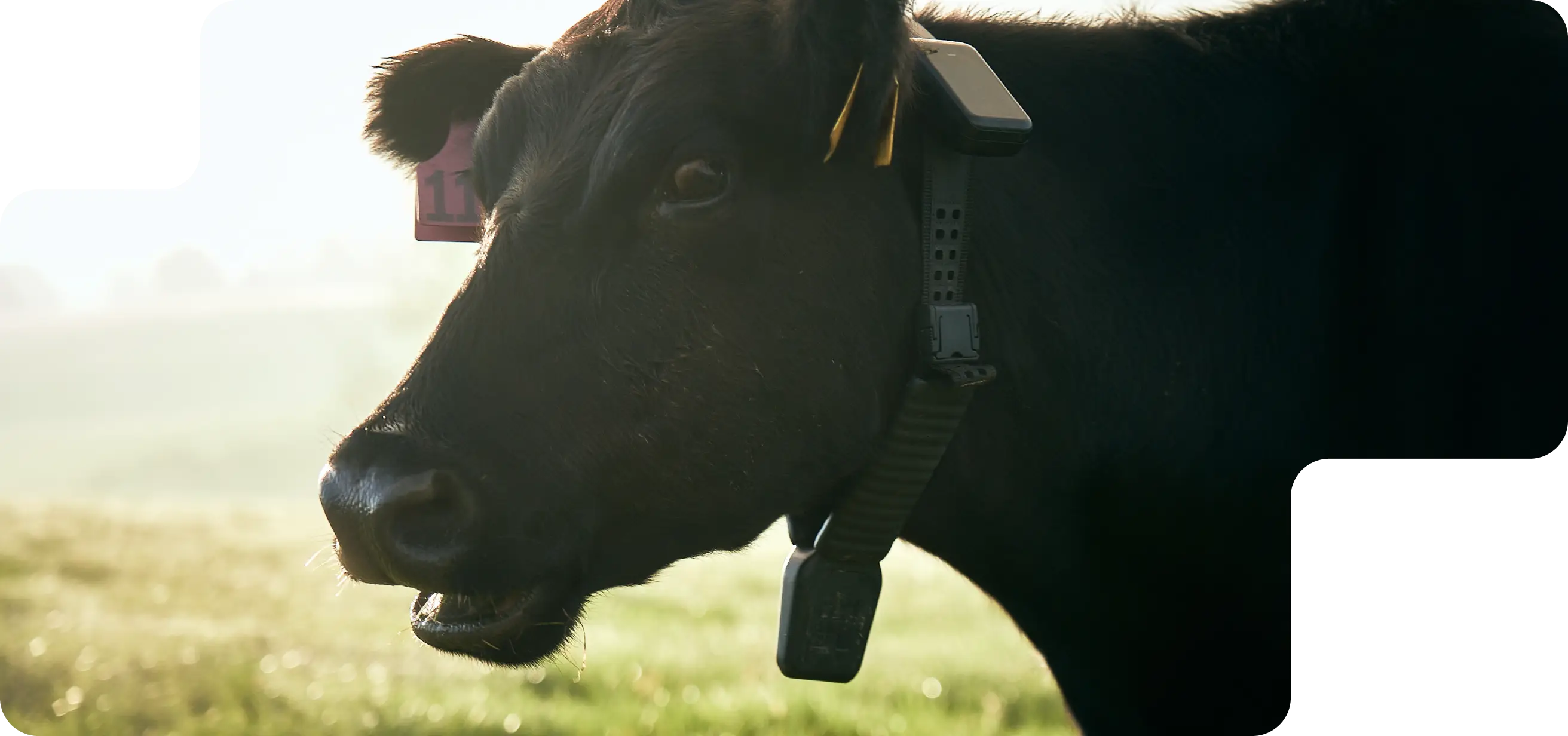 Side view of a black beef cow wearing a Halter Collar, standing in the sun with soft morning light in the background.