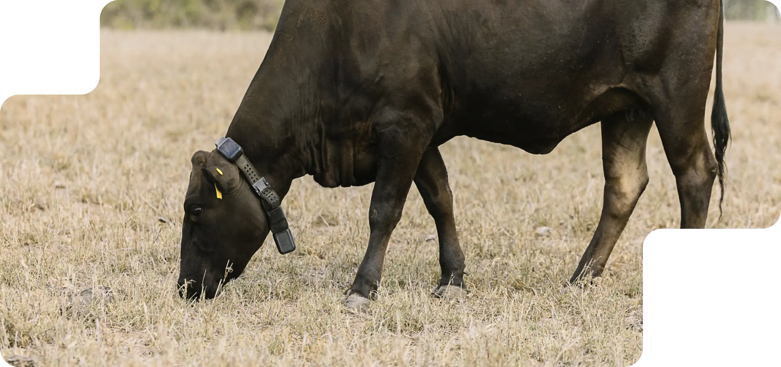 Close-up of a black beef cow wearing a Halter Collar, grazing on sparse dry grass in a paddock.