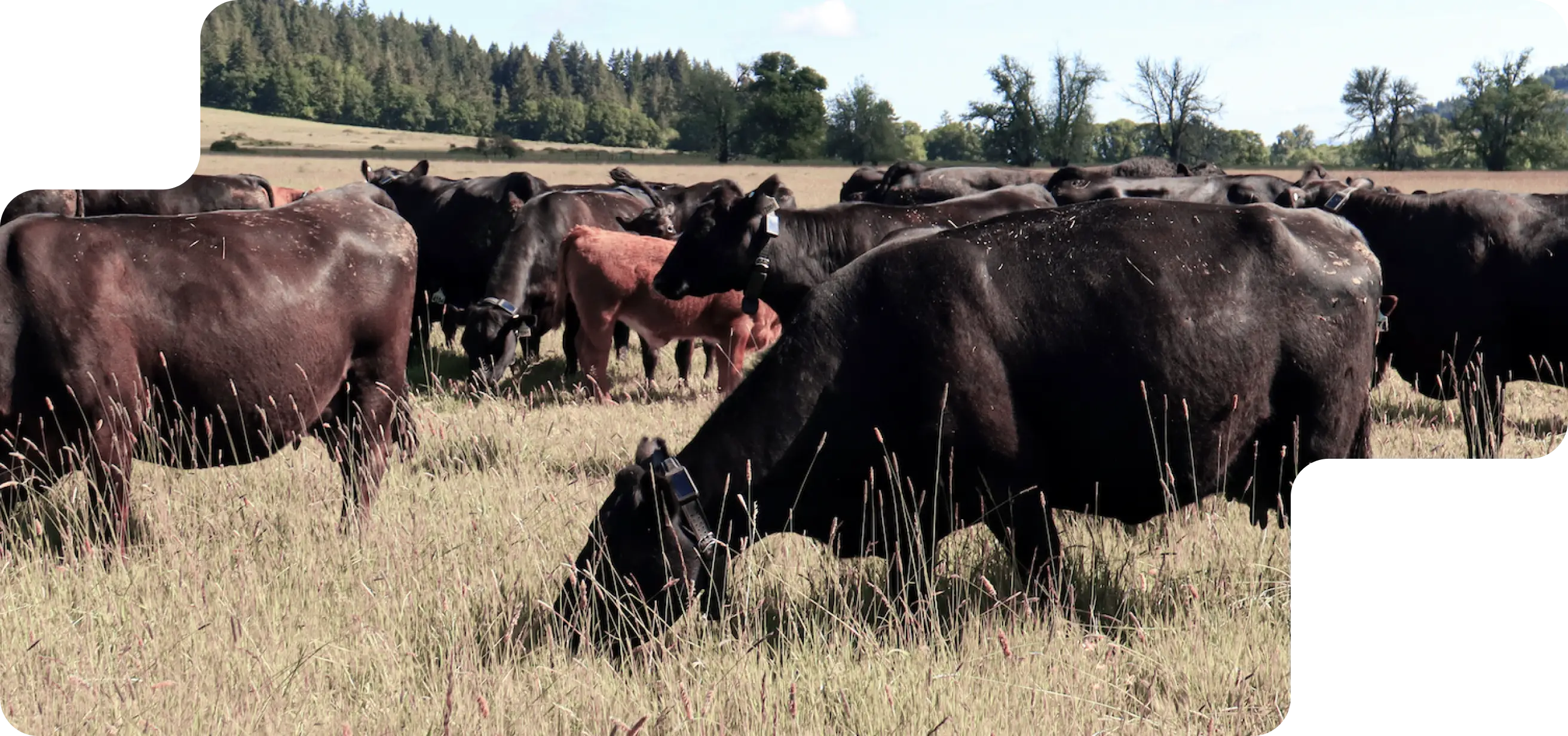 Black and red beef cattle wearing Halter Collars graze on dry pasture under a clear sky, with trees in the background.