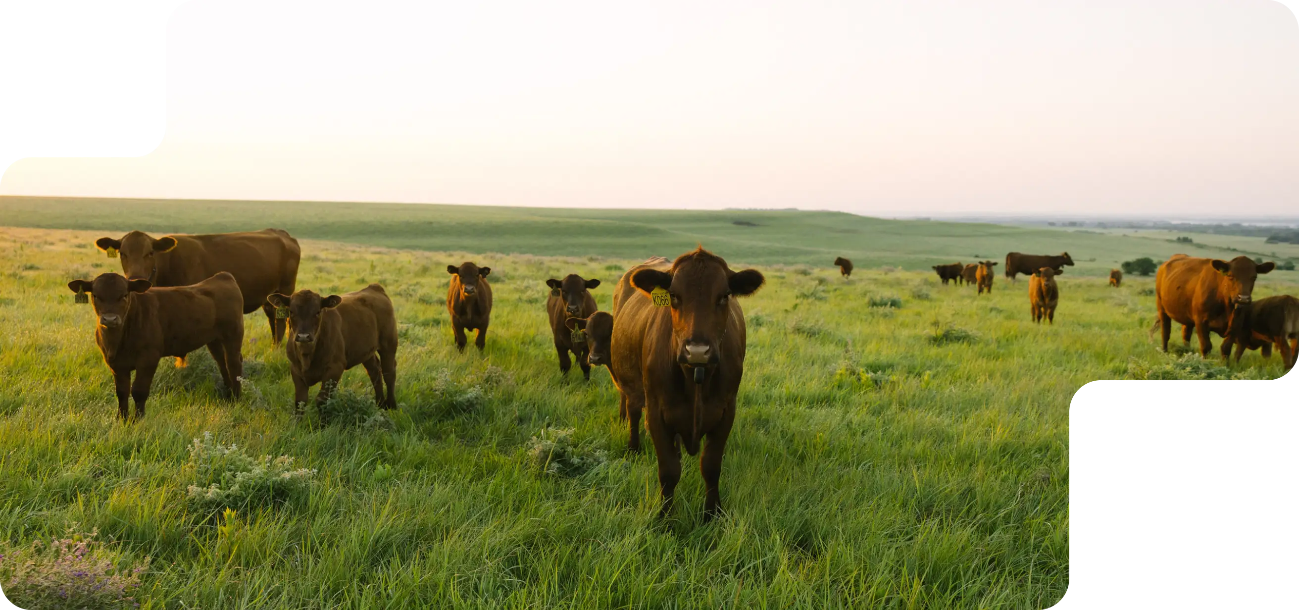 Red beef cattle in a green paddock at sunset