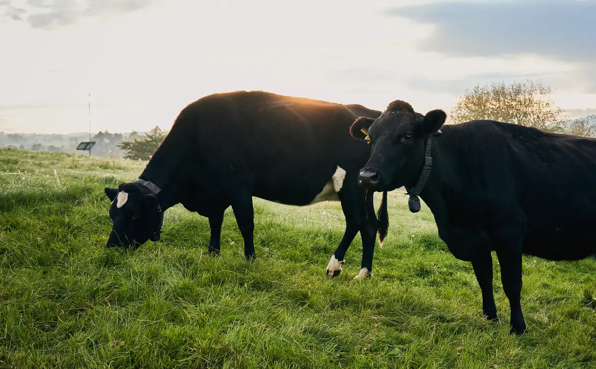 Two black beef cows in the foreground at sunset, one grazing and one looking toward the camera, both wearing Halter Collars.