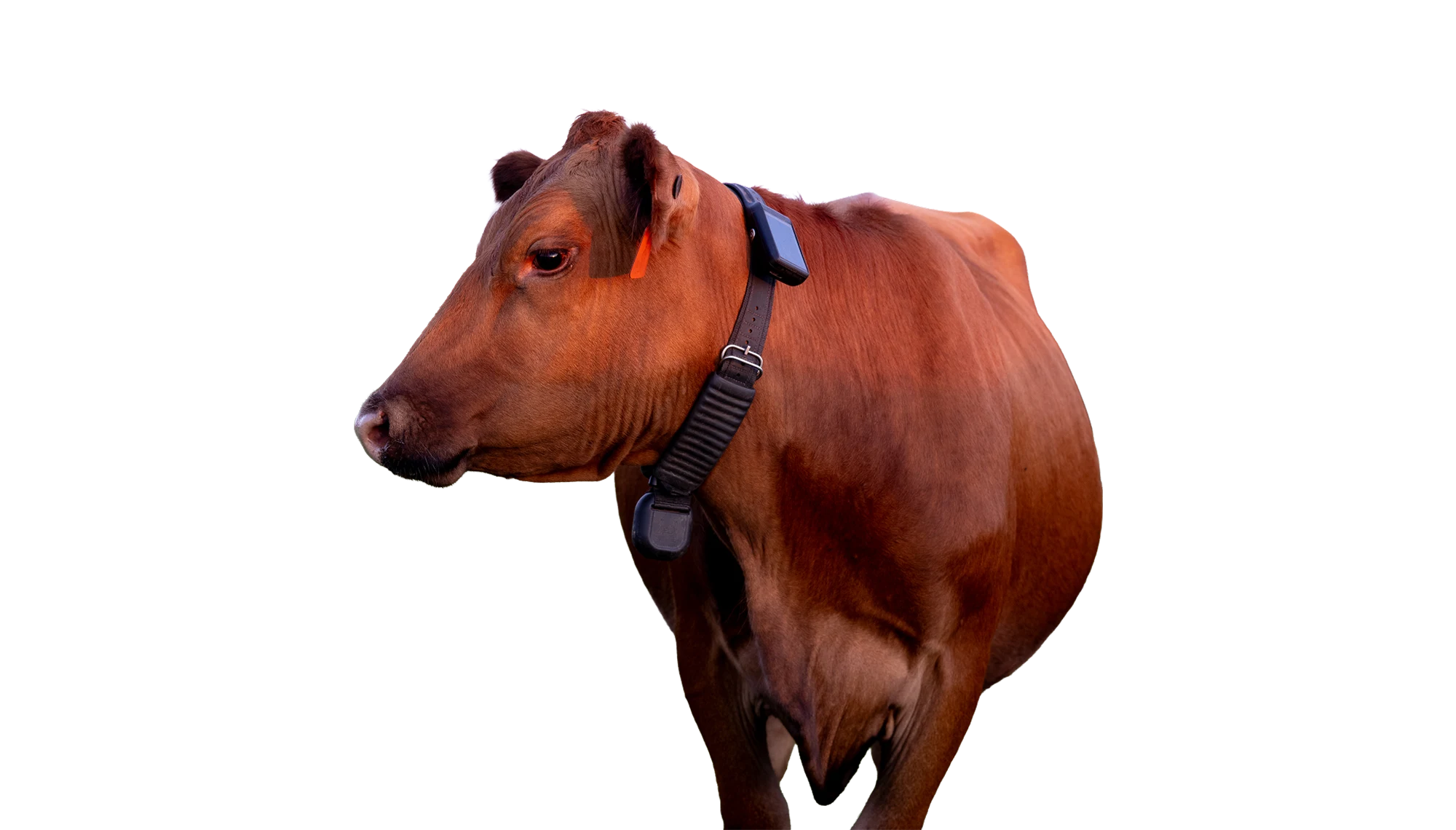 Cow wearing Halter collar 