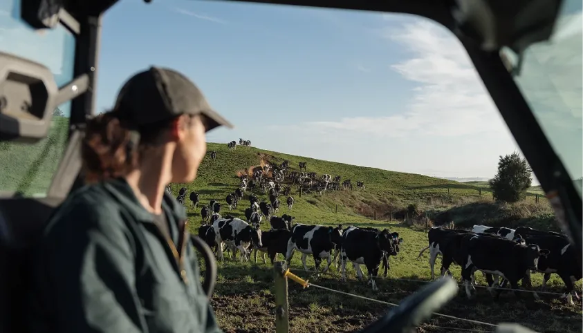 A farmer sits in a vehicle, looking out at a large herd of dairy cows.