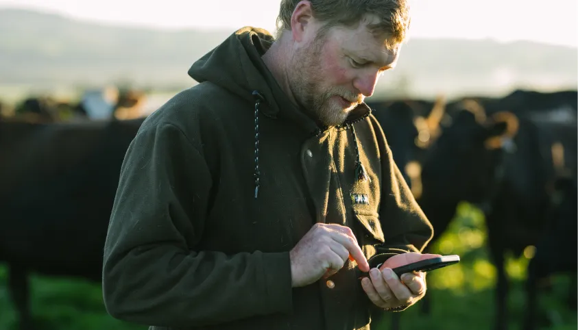 A farmer standing in a pasture uses a phone with cows grazing in the background.