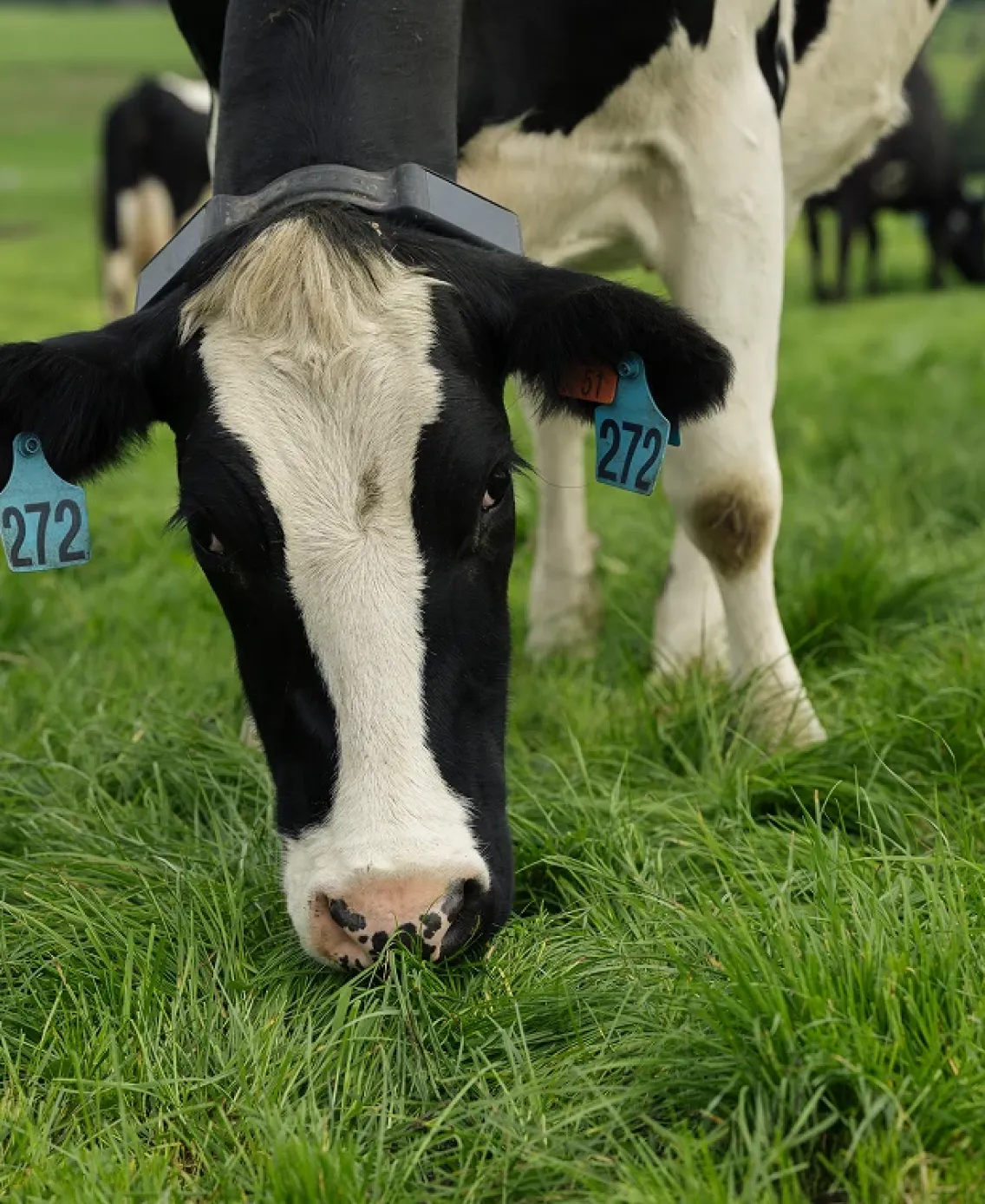 Close-up of a black-and-white dairy cow wearing a Halter Collar, grazing in lush green pasture.