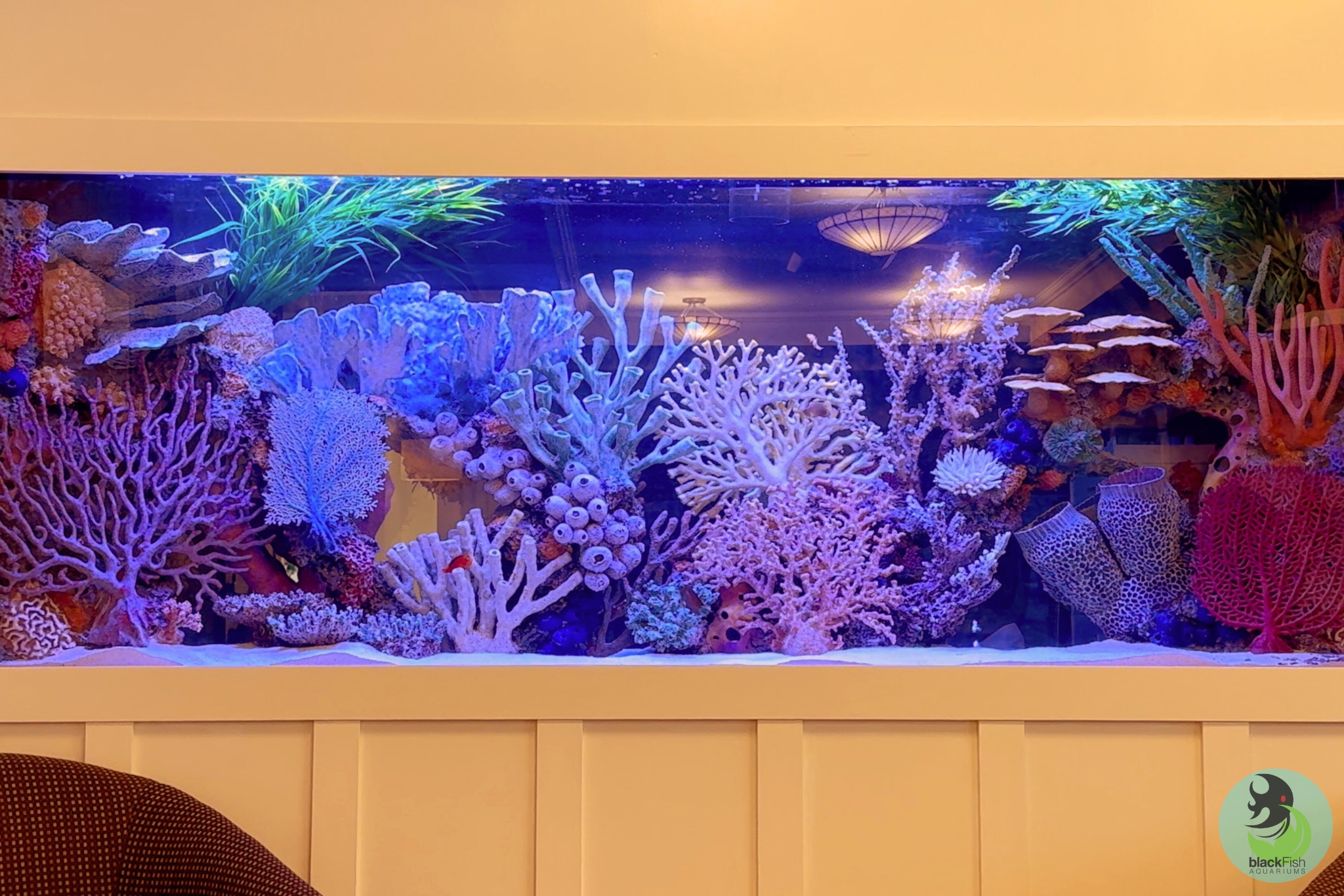 Large aquarium filled with diverse colorful corals and sea plants against a blue background.