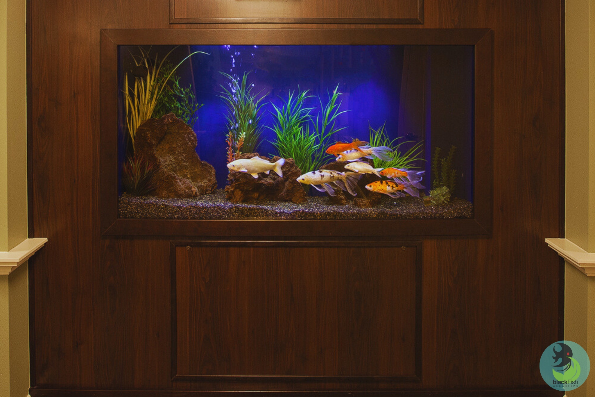 Large built-in aquarium with colorful koi fish, rocks, and green aquatic plants against a blue background.