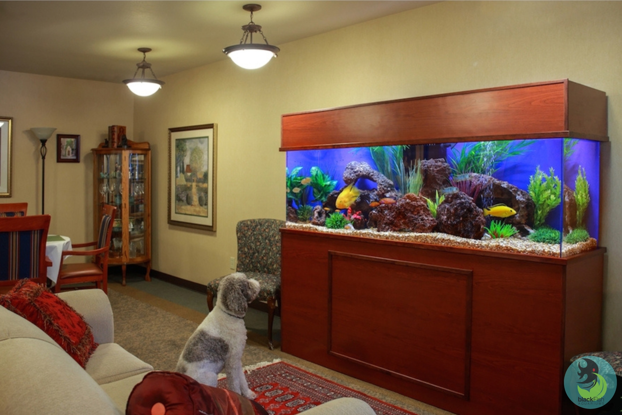 A dog sits on a rug watching a large fish tank with colorful fish and plants in a living room.