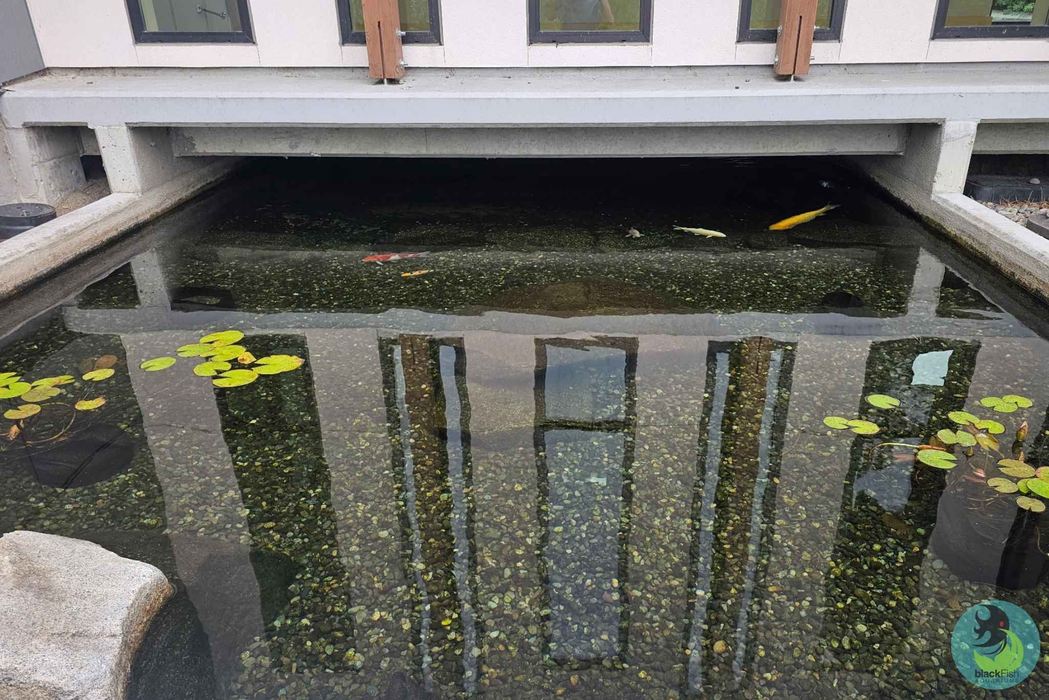 Outdoor koi pond with clear water, pebbles, lily pads, and a building reflection above.