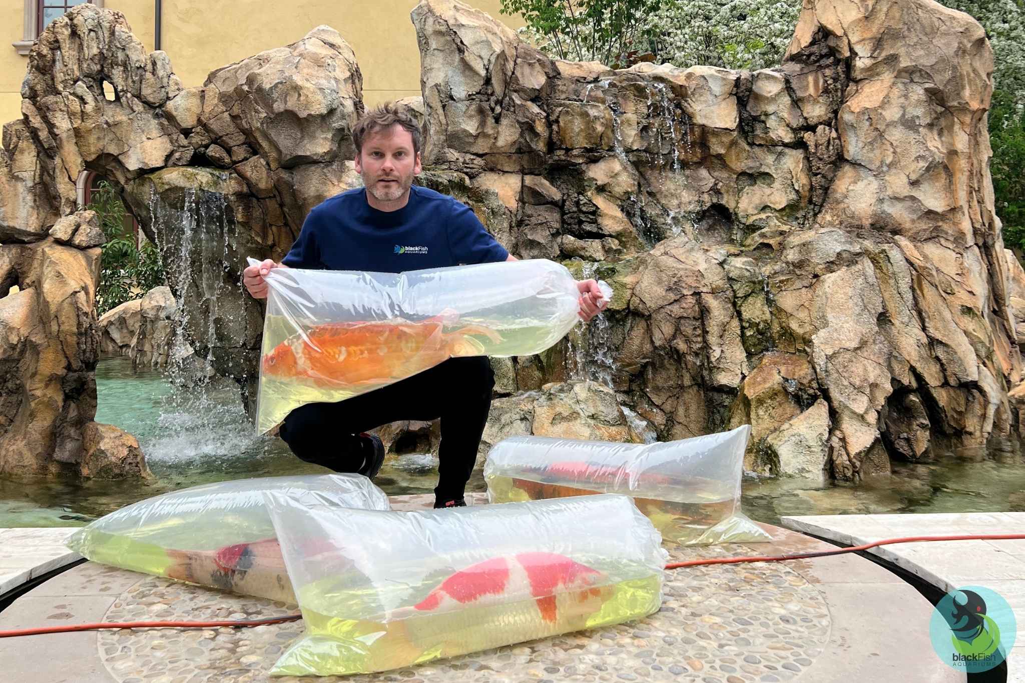 Man holding a large koi fish in a plastic bag with two other koi fish bags on the ground by a rock waterfall.