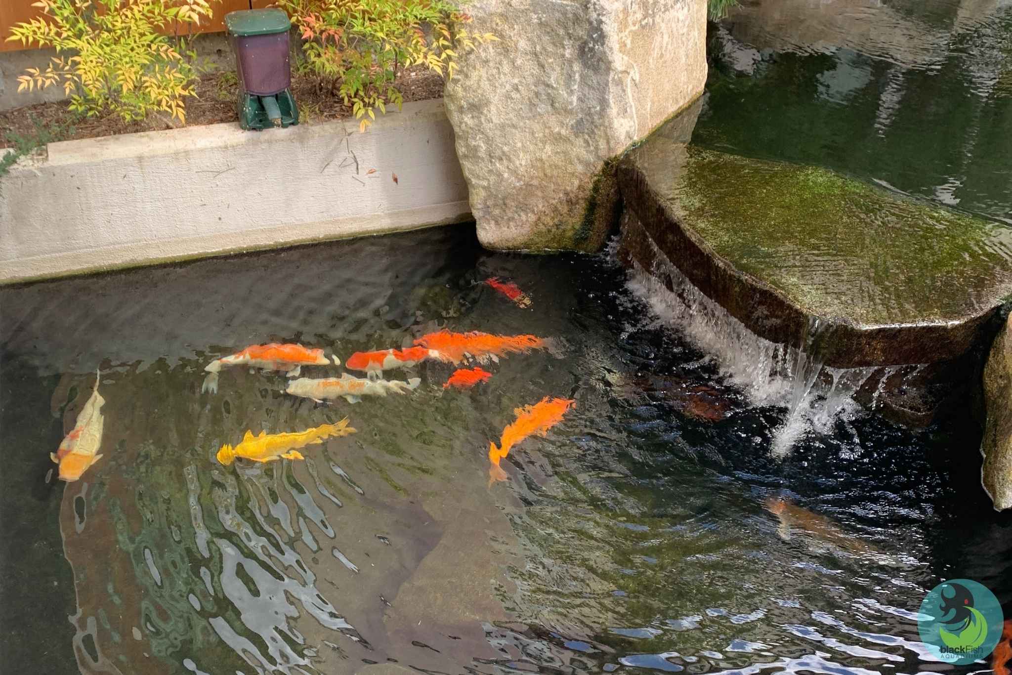 Colorful koi fish swimming in a pond near a stone waterfall feature with flowing water.