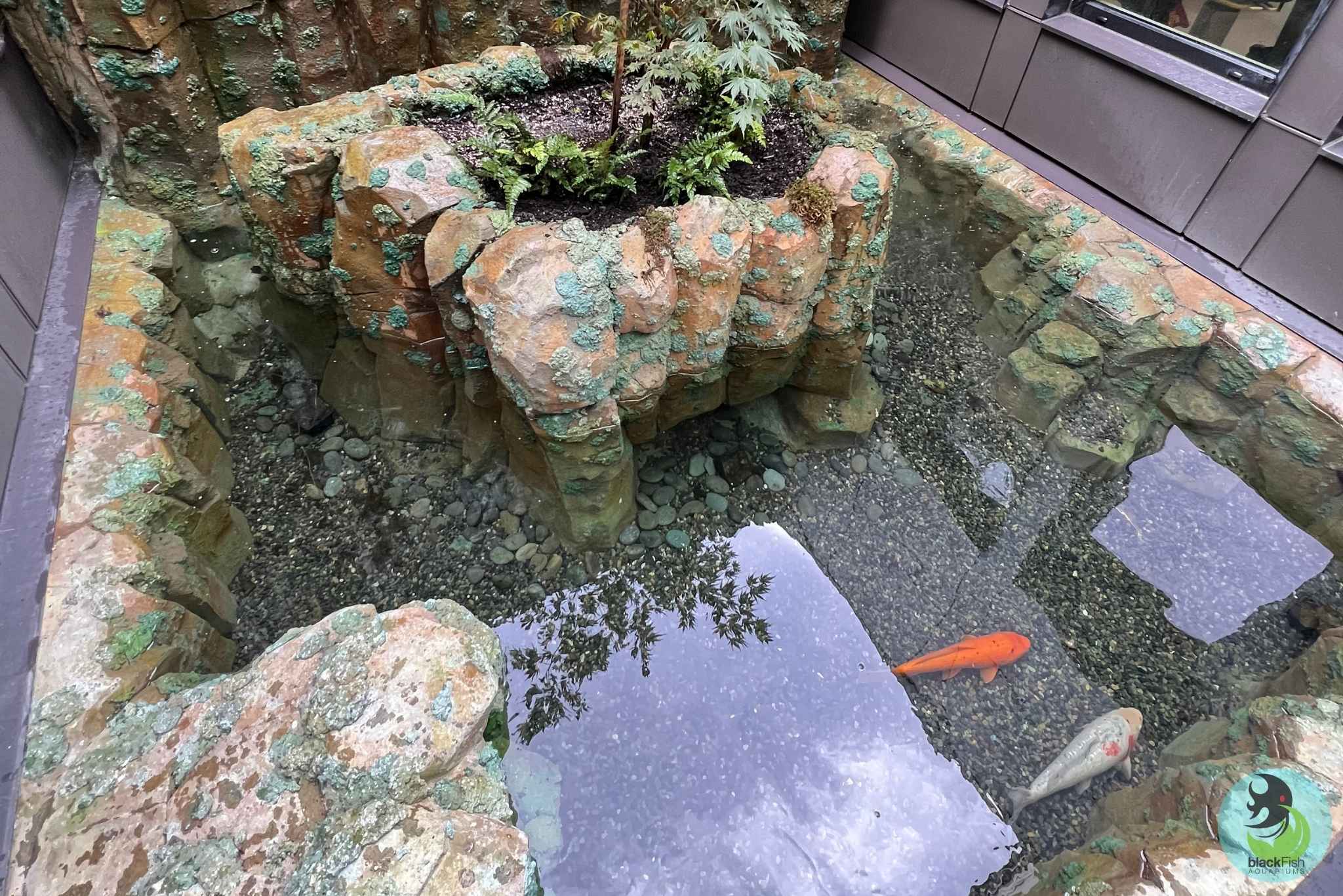 Clear water pond with two koi fish near a rocky planter with green plants inside a building.