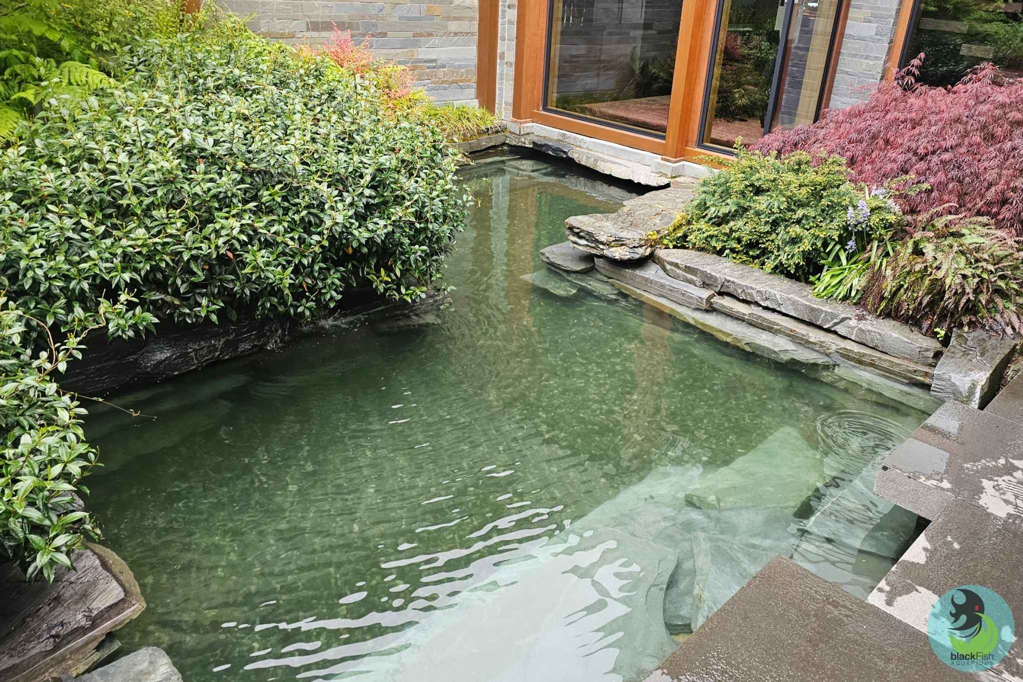Clear garden pond surrounded by stone edges and green and red-leafed shrubs near a building window.