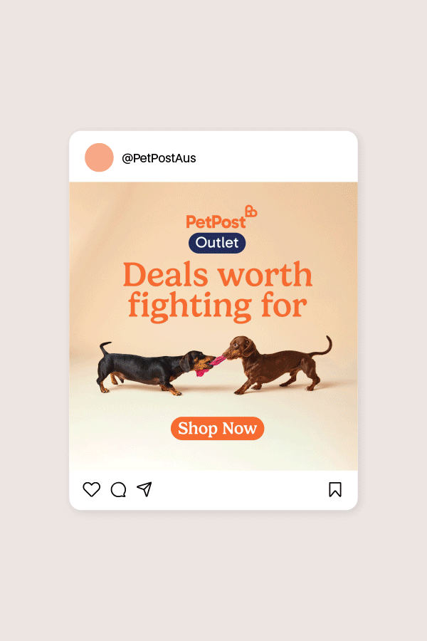 This is  gif of different instagram posts of Born Social's clients, including Hada Labo and PetPost