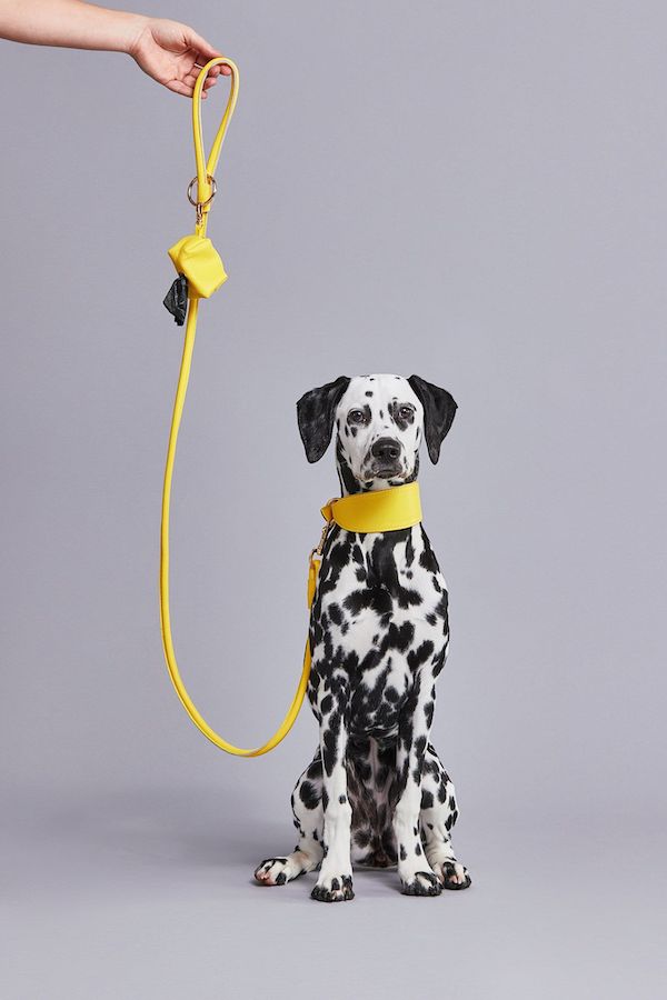 Dalmation dog with bright yellow leash