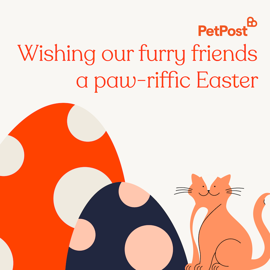 Graphic of PetPost Instagram feed for Easter