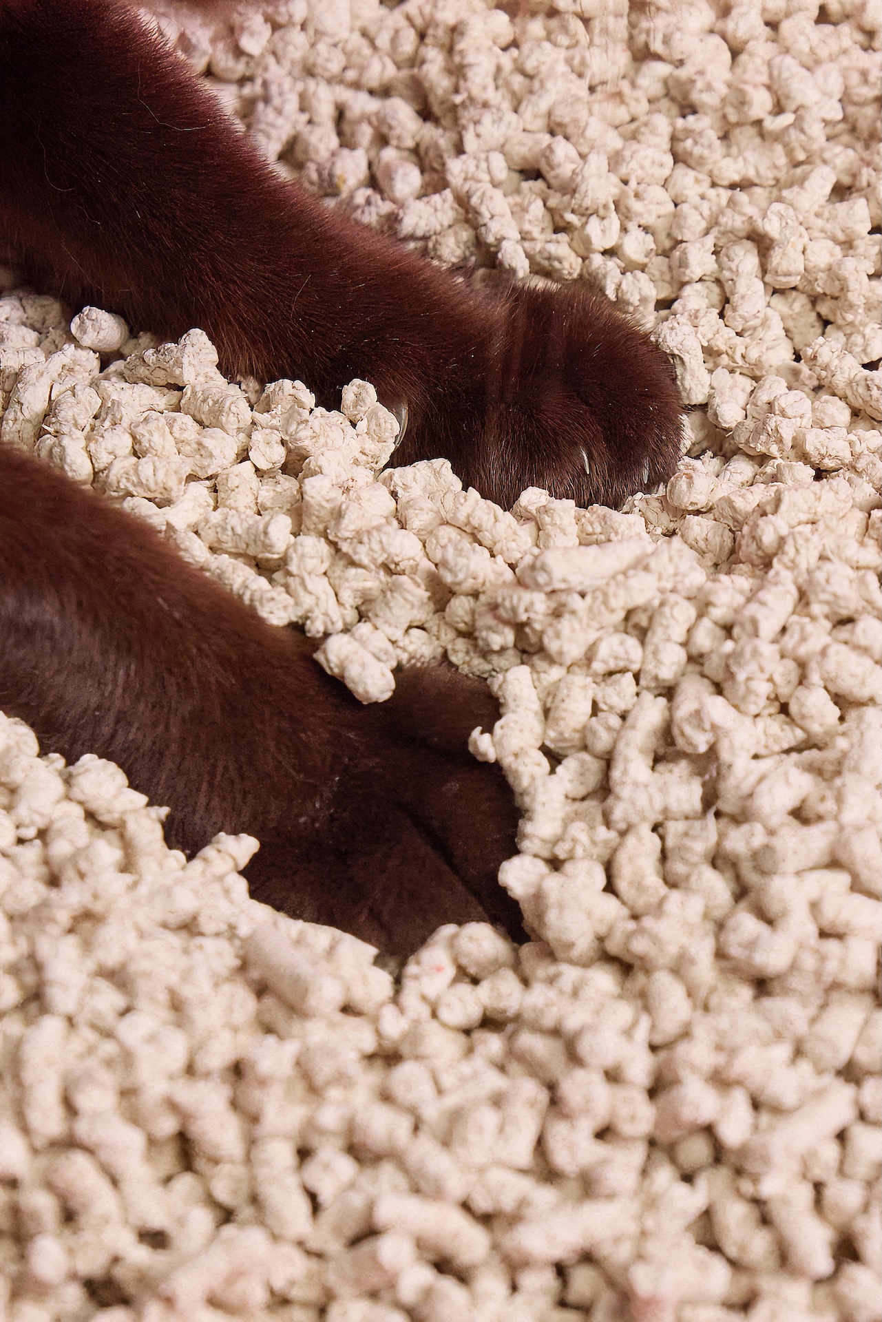 cat paws on litter