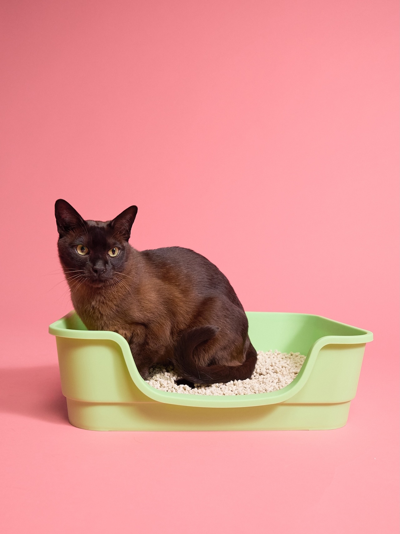 cat sitting in green litterbox