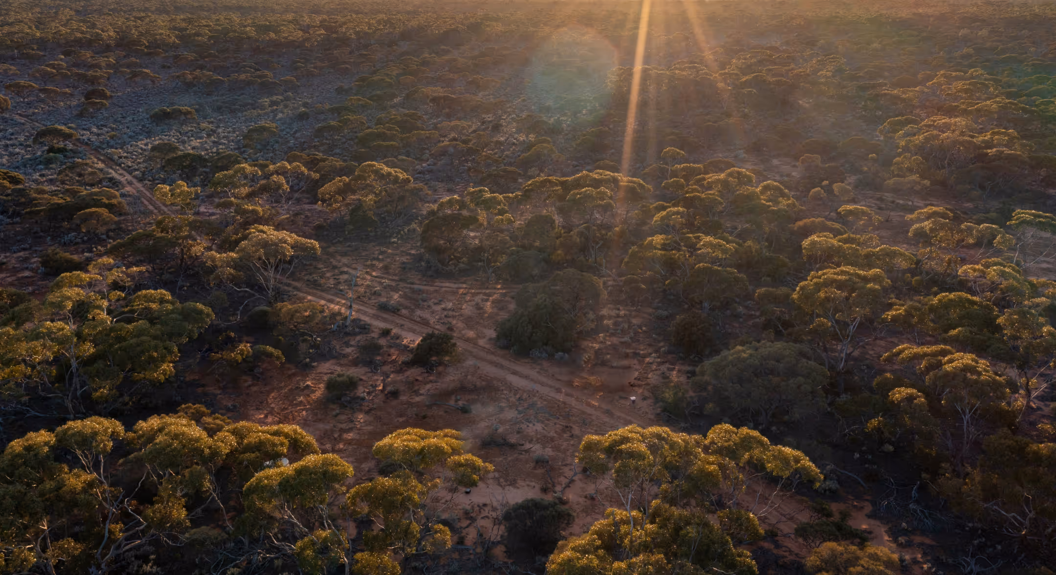 Aerial view of a sunlit forested landscape with a dirt road cutting through dense green trees and dry ground.