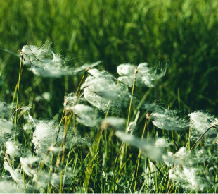 Weed control treatment applied to a healthy green lawn