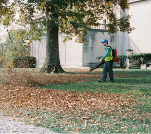 Leaf cleanup service removing fallen leaves from a residential yard