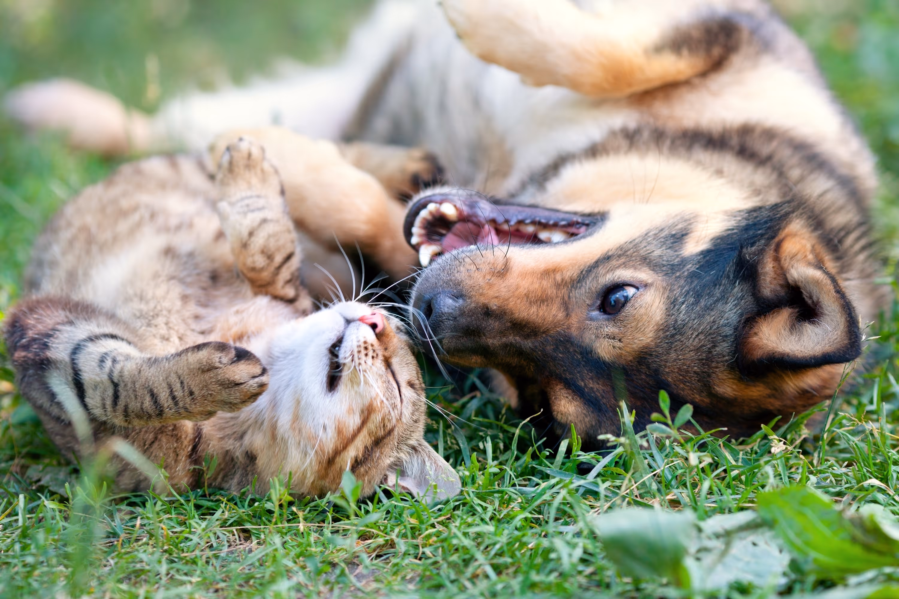Pets in Grass Stock Photo