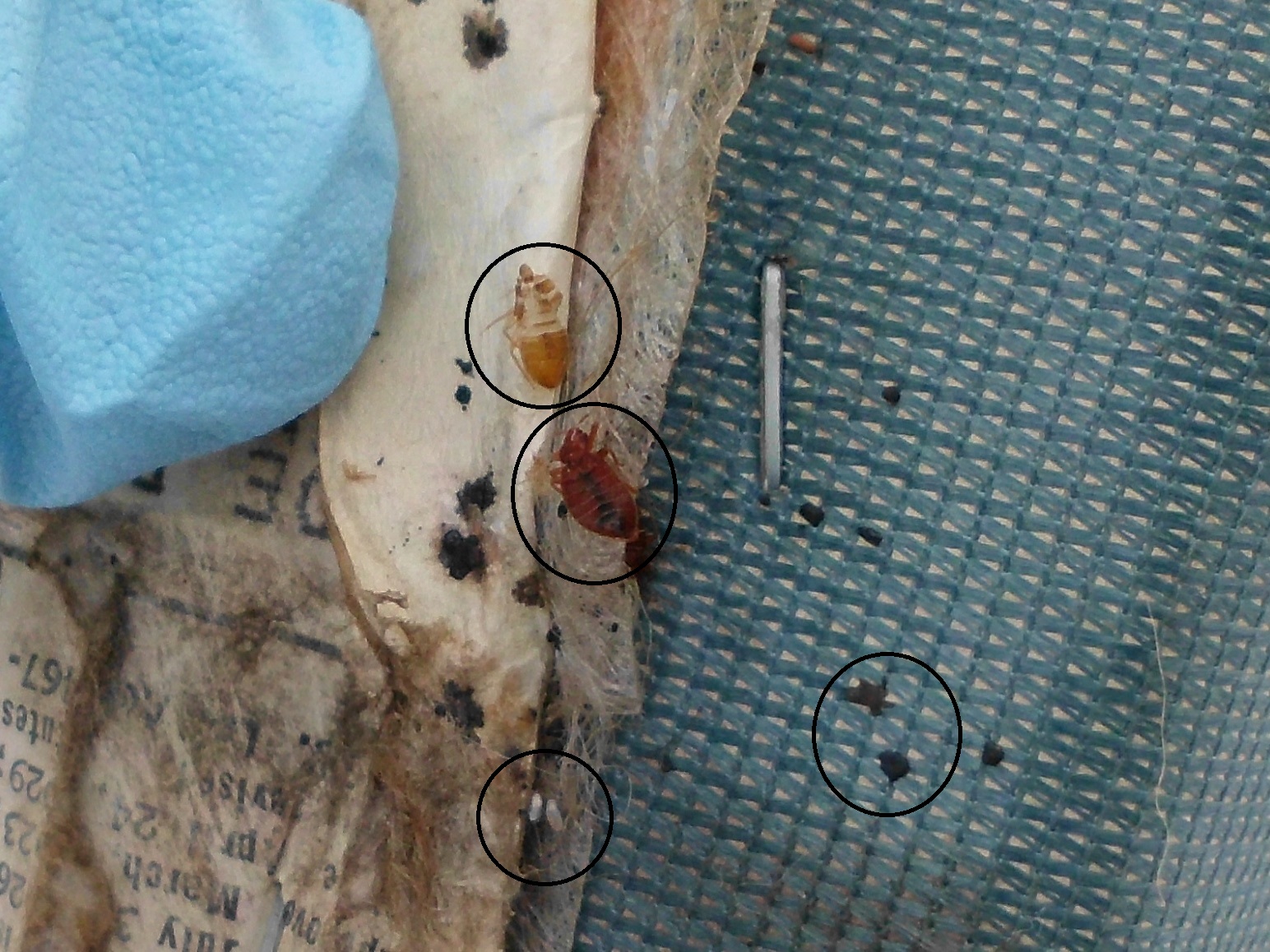 Bed Bugs of all life stages on a mattress