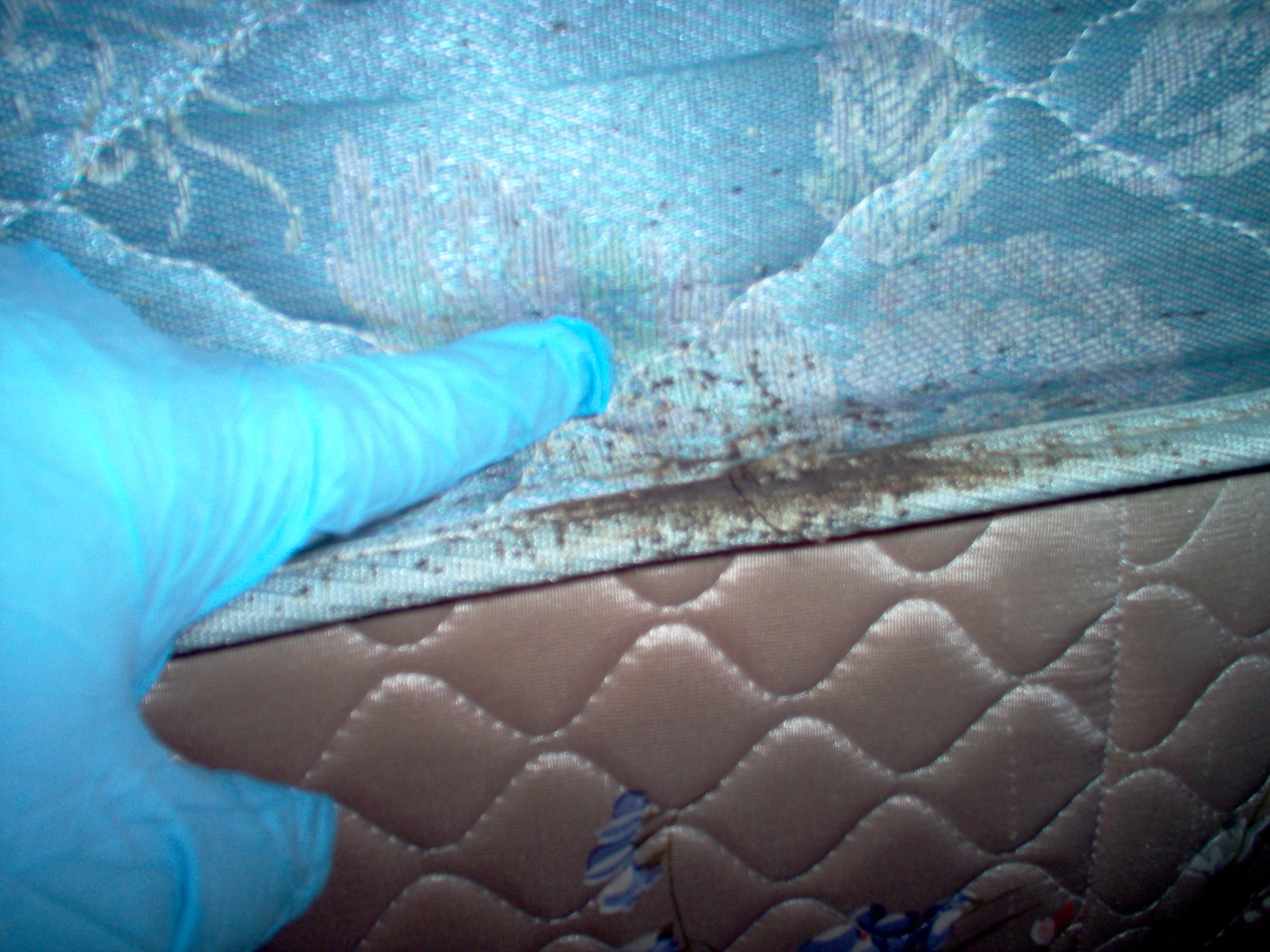 Bed Bug droppings on a mattres