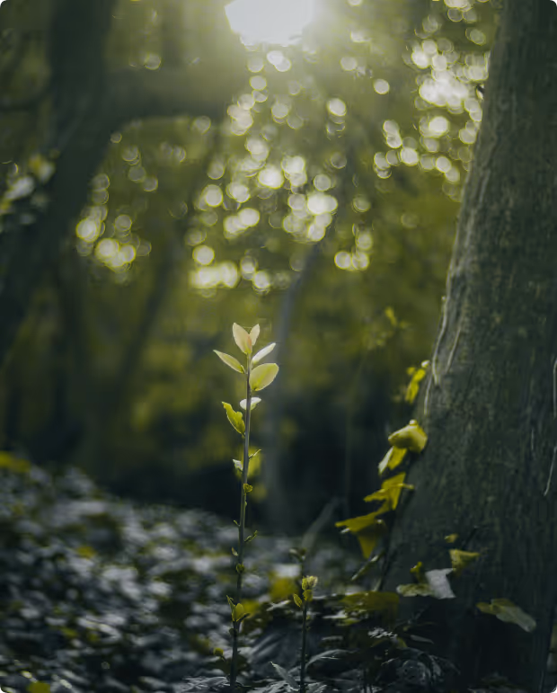 Young plant sprouting in a forest with sunlight filtering through trees in the background.
