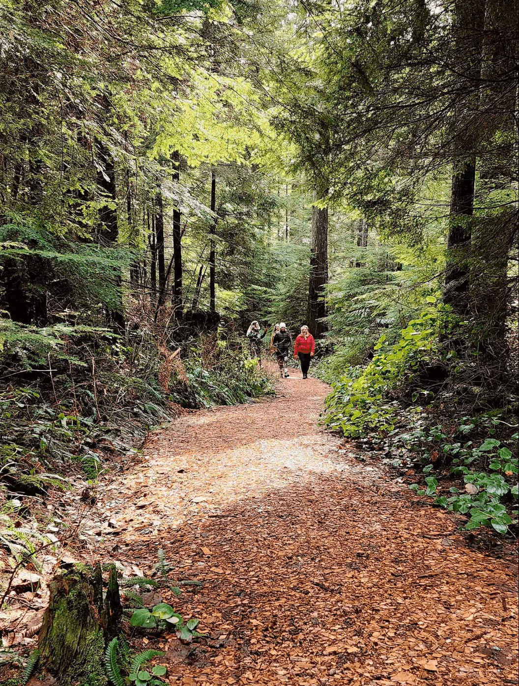 Three people walking on a leaf-covered forest trail surrounded by dense green trees and foliage.