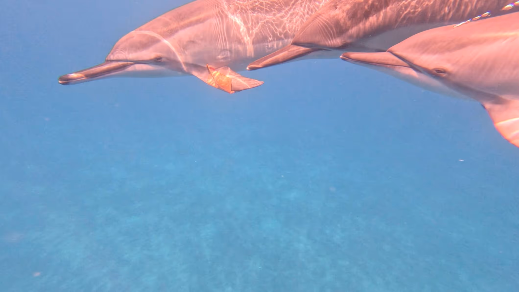 Two dolphins swimming underwater in clear blue ocean.