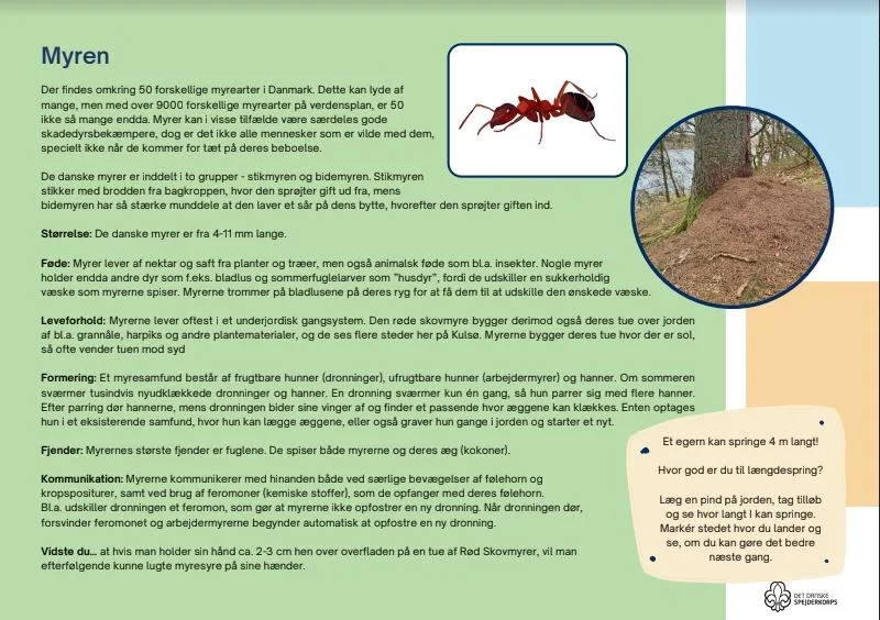 An infographic on ants
