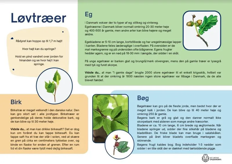 An infographic on different local trees