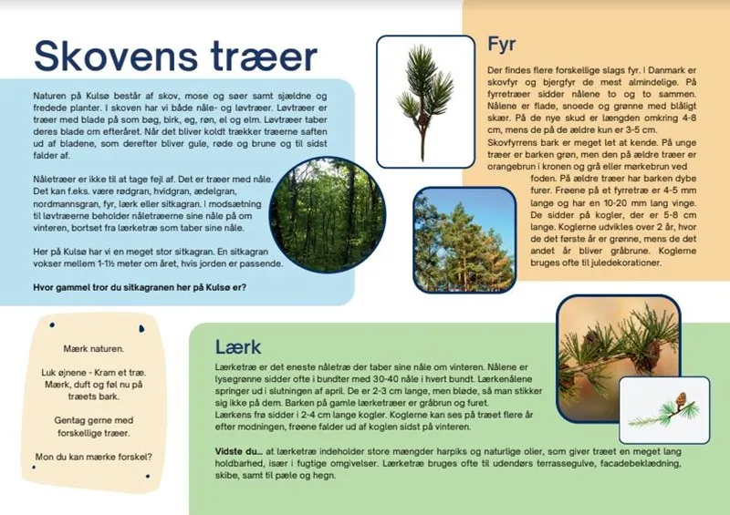 An infographic on different local trees