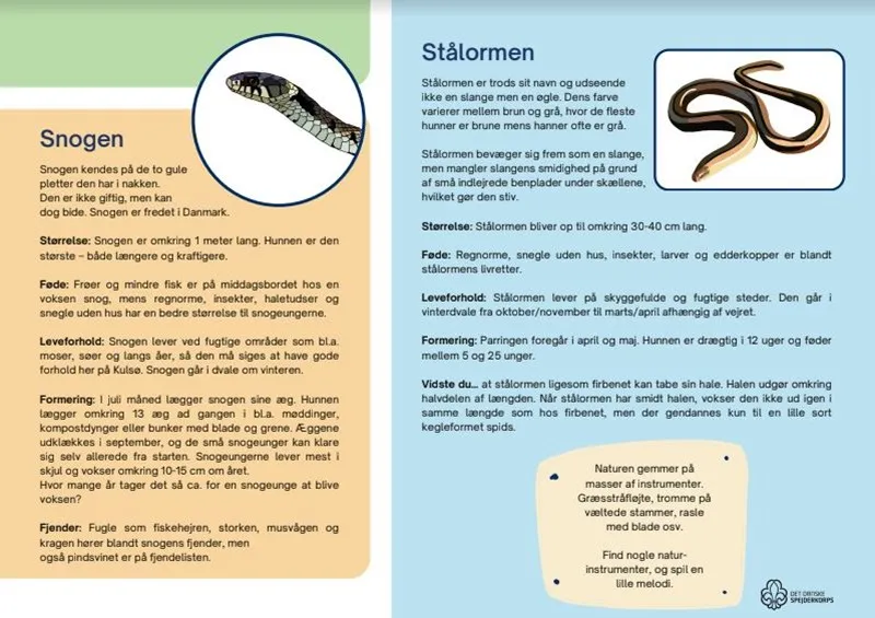 An infographic on the ringed snake