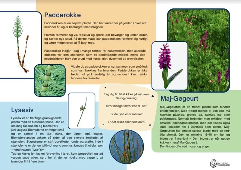 An infographic on the local horsetail flora
