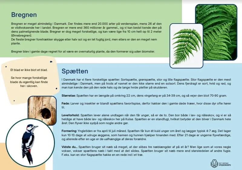 An infographic on ferns and birds