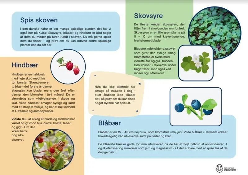 An infographic on local berries