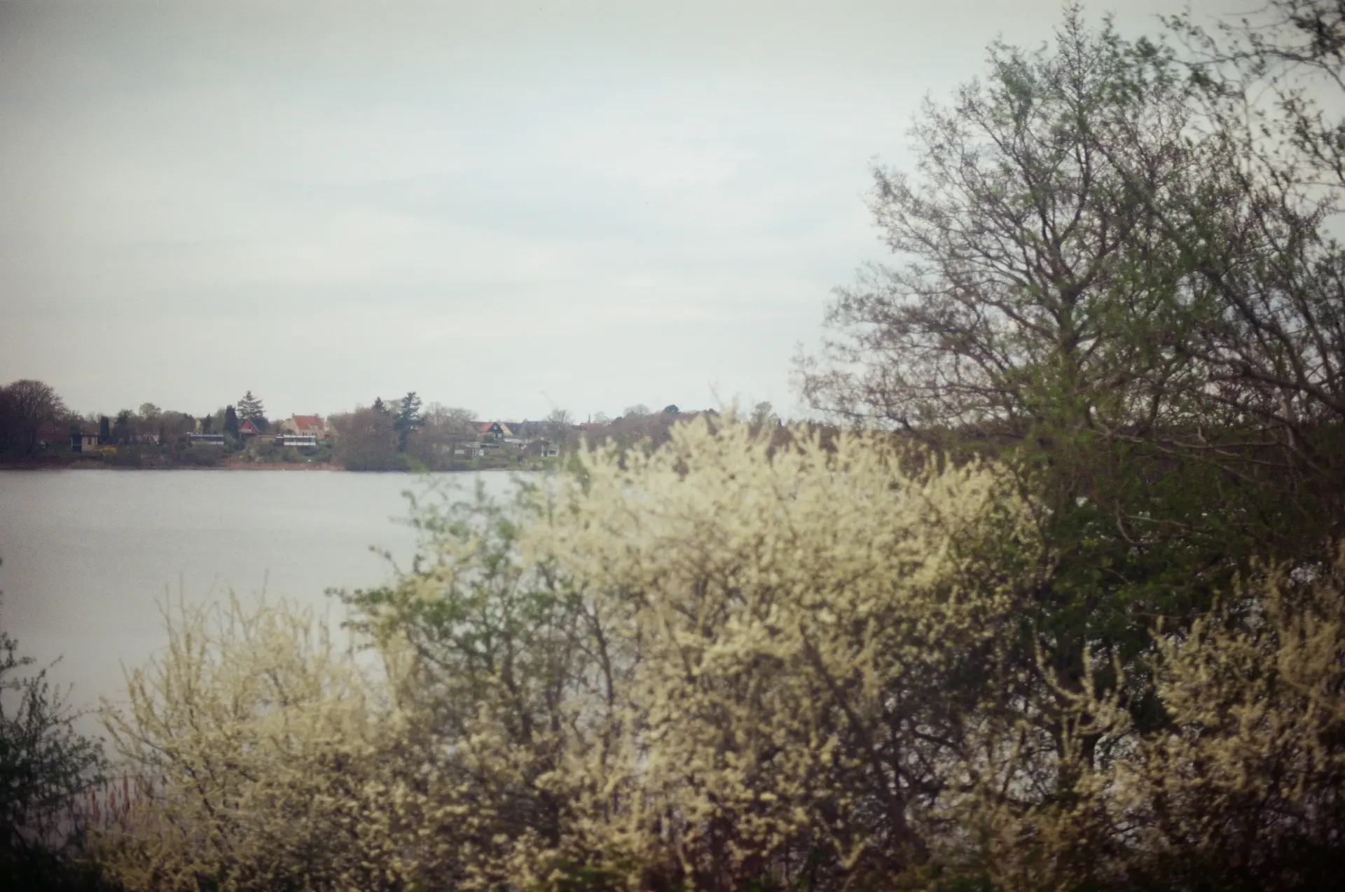 A lake covered by trees