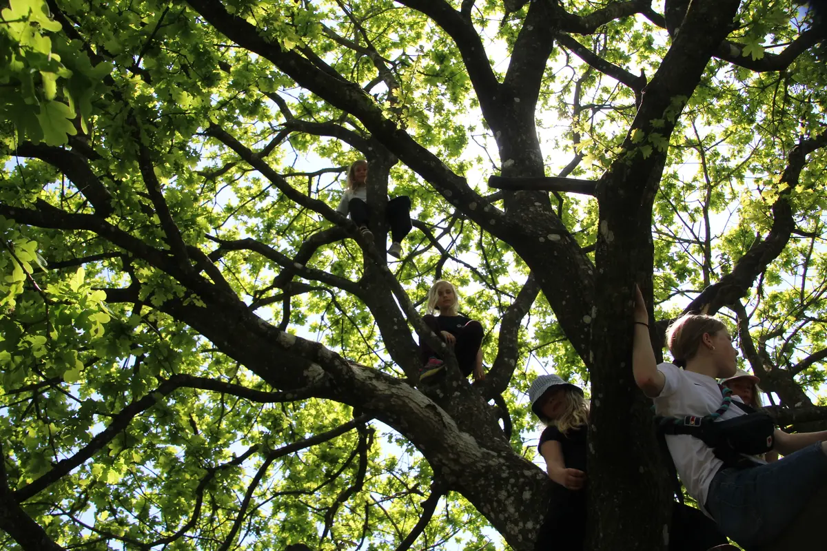 A large canopy with kids climbing trees