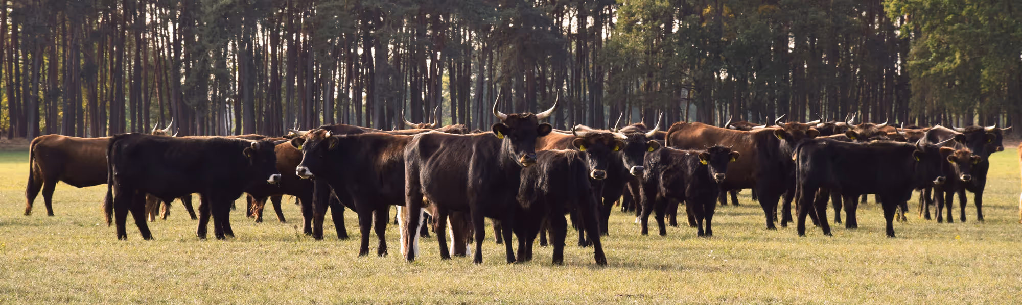 Herde der imposanten Vielanker Auerochsen auf den weiten Weideflächen im Biosphärenreservat Flusslandschaft Elbe.