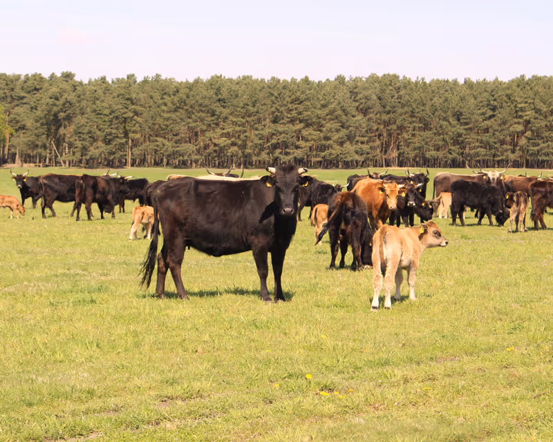 Herde der imposanten Vielanker Auerochsen auf den weiten Weideflächen im Biosphärenreservat Flusslandschaft Elbe.