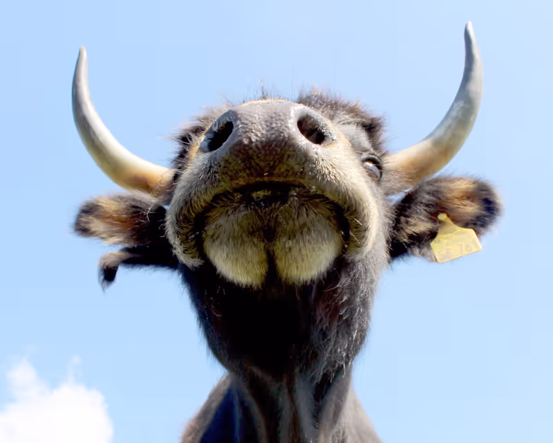 Imposante Ansicht eines Vielanker Auerochsen – das majestätische Wappentier in der Natur der Elbtalaue.