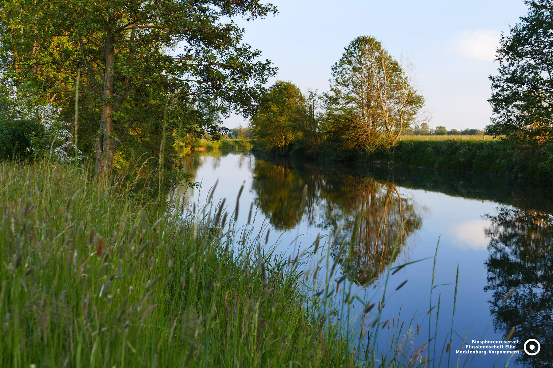 Spiegelglatte Wasseroberfläche der Elbe bei Vielank – idyllische Flusslandschaft im UNESCO-Biosphärenreservat Flusslandschaft Elbe.